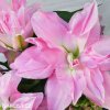 ruzova Lilie Roselily Editha 2