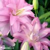 ruzova Lilie Roselily Editha 5