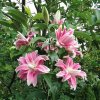Lilie Sweet Rosy 02