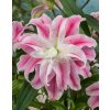 Lilie Sweet Rosy 01