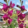 ruzovy mecik Gladiol Color Club 2