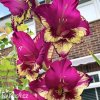 ruzovy mecik Gladiol Color Club 3