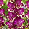 ruzovy mecik Gladiol Color Club 5