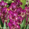 ruzovy mecik Gladiol Color Club 1