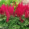 ruzova cechrava Astilbe japonica Bonn 2