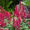 ruzova cechrava Astilbe japonica Bonn 4