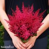 ruzova cechrava Astilbe japonica Bonn 5