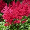 ruzova cechrava Astilbe japonica Bonn 1