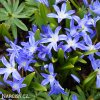 ladonička modrá chionodoxa blue 1