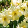 žlutobílý narcis split cassata 3