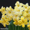 žlutobílý narcis split cassata 4