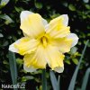 žlutobílý narcis split cassata 1