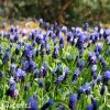 modřenec muscari latifolium 2