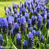 modřenec muscari latifolium 4