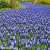 modřenec muscari latifolium 5