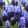 modřenec muscari latifolium 1