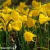 žlutý narcis bulbocodium golden bells 2