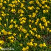 žlutý narcis bulbocodium golden bells 3