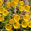 žlutý narcis bulbocodium golden bells 4