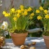 žlutý narcis bulbocodium golden bells 5