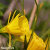 žlutý narcis bulbocodium golden bells 6