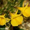 žlutý narcis bulbocodium golden bells 1