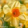 žlutooranžový narcis kedron 4