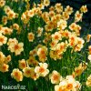 žlutooranžový narcis kedron 5