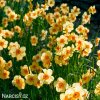žlutooranžový narcis kedron 5