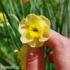 žlutý vícekvětý narcis sundisc 3