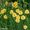 žlutý vícekvětý narcis sundisc 4