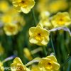 žlutý vícekvětý narcis sundisc 5