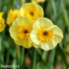 žlutý vícekvětý narcis sundisc 1
