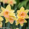 žlutorůžový narcis blushing lady 1