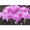 Colchicum Waterlily 2