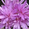 Colchicum Waterlily 1