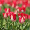 bilocerveny tulipan alectric 2