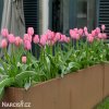 růžový tulipán design impression 5