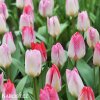 ruzovy tulipan triumph flaming purissima 2