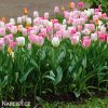 ruzovy tulipan triumph flaming purissima 4