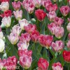 ruzovy tulipan triumph flaming purissima 5