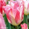 ruzovy tulipan triumph flaming purissima 1