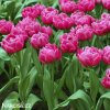 ruzovy plnokvety tulipan margarita 2