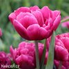 ruzovy plnokvety tulipan margarita 3