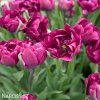 ruzovy plnokvety tulipan margarita 5