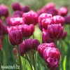 ruzovy plnokvety tulipan margarita 6