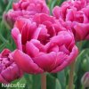 ruzovy plnokvety tulipan margarita 1