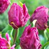 fialovy tulipan parrot prince 2