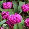 fialovy tulipan parrot prince 3
