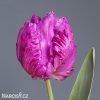 fialovy tulipan parrot prince 1
